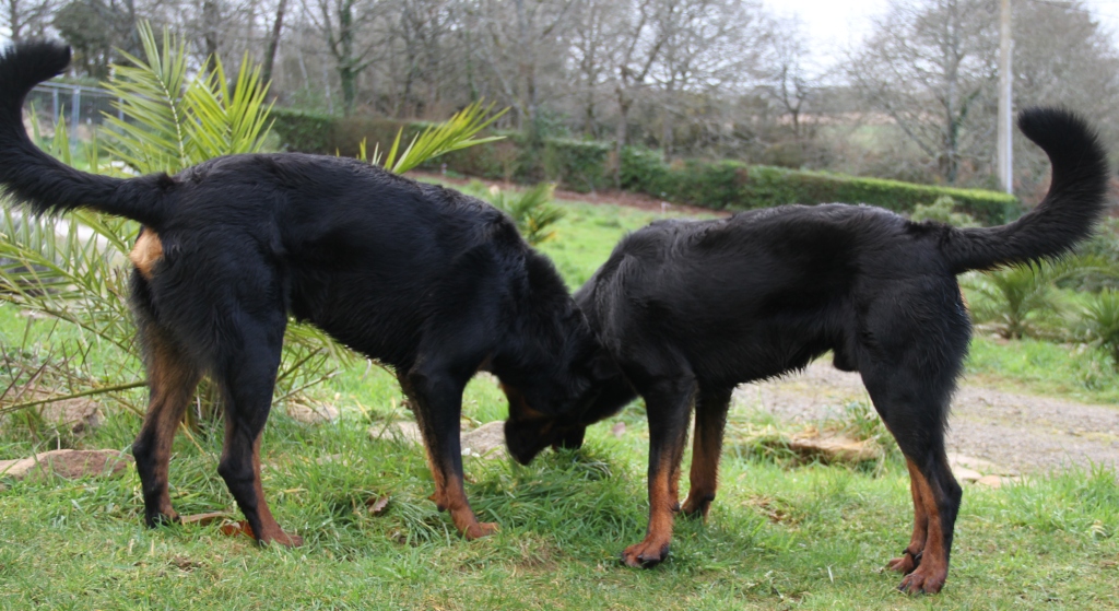 Iro et Izel, 31 janvier 2015